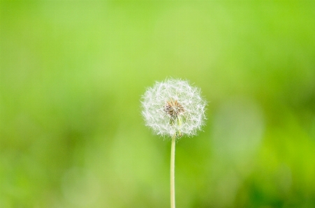 Landscape nature grass plant Photo