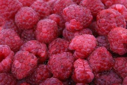 Plant white raspberry fruit Photo