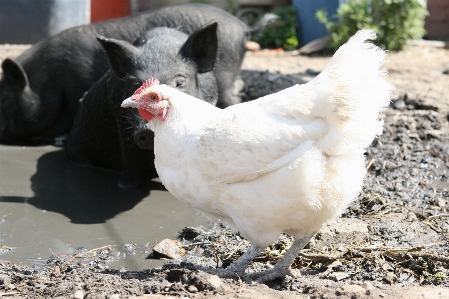 鳥 女の子 農場 動物 写真