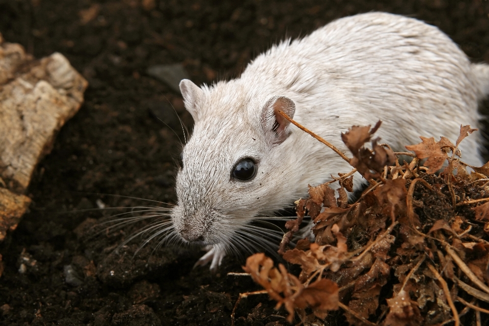 Chica ratón animal lindo