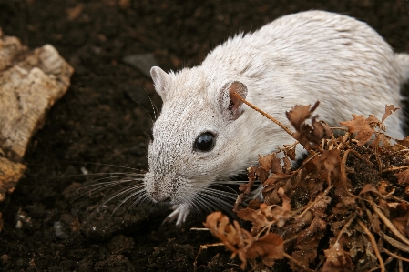 Foto Garota rato animal bonitinho