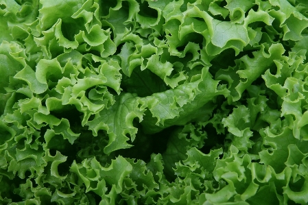 分野 フルーツ 葉 食べ物 写真