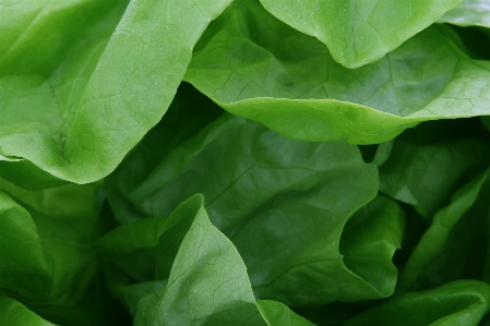 Plant fruit leaf flower Photo