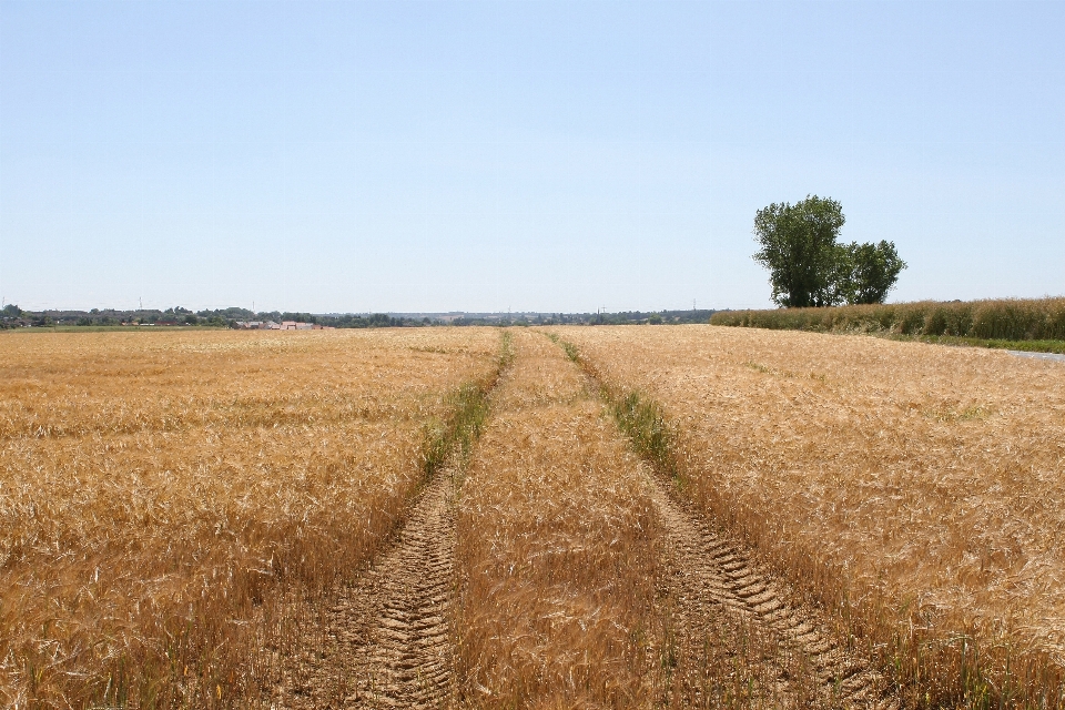 Planta cielo tractor campo