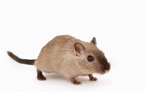 White boy mouse animal Photo