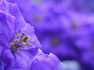 Nature blossom blur plant Photo