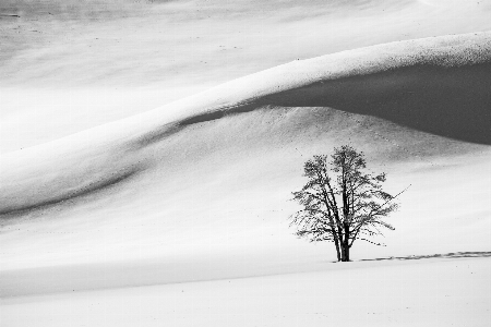 Foto Paesaggio albero sabbia nevicare