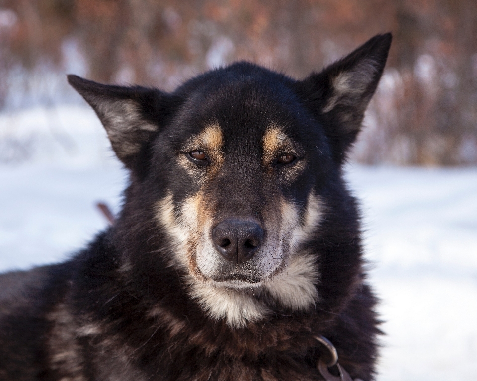 Laboral perro animal canino
