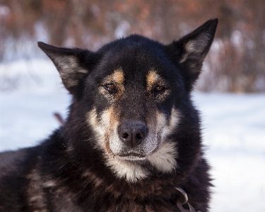 在职的 狗 动物 犬科动物 照片