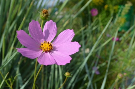 Nature grass plant field Photo