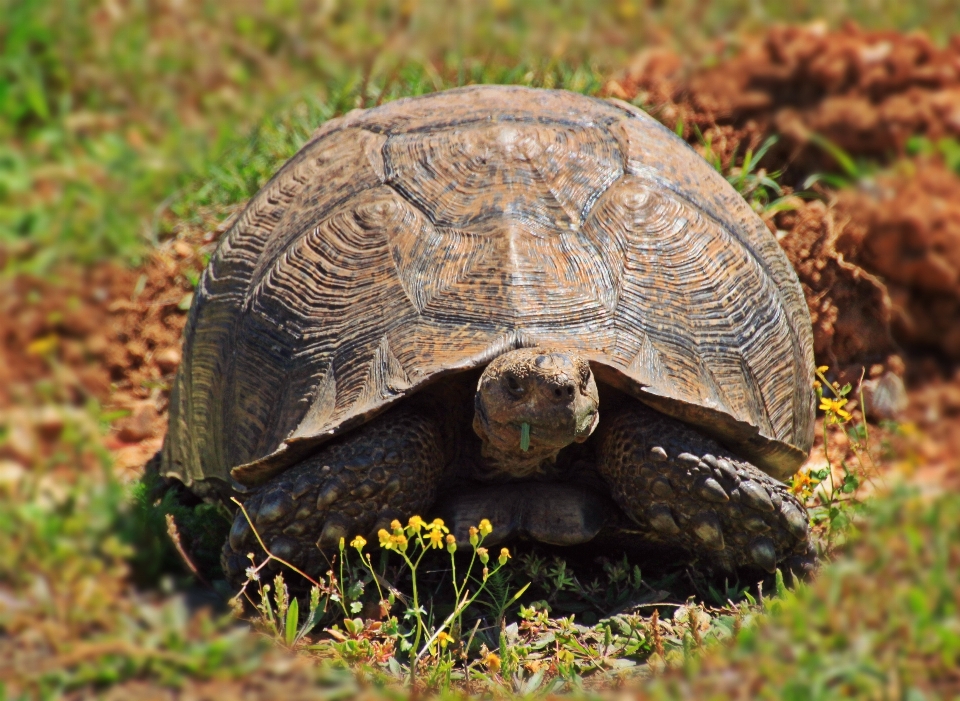 Animal faune modèle afrique