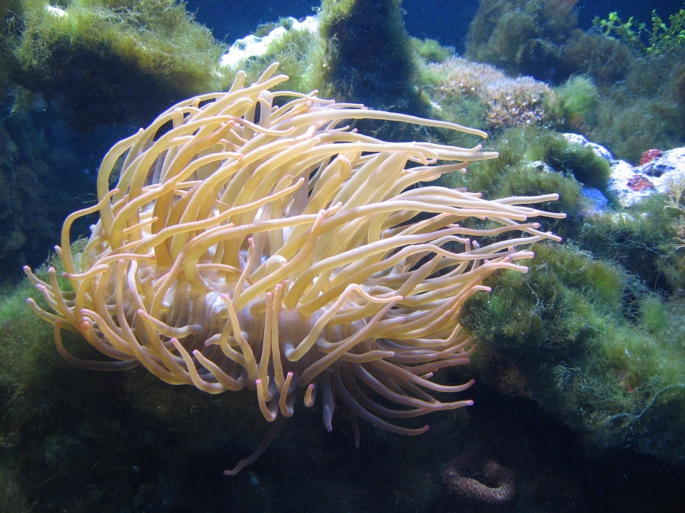 Eau sous-marin la biologie corail