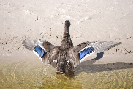 水 自然 鳥 羽 写真