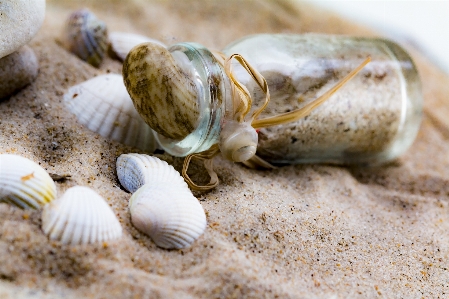 Beach sea sand food Photo