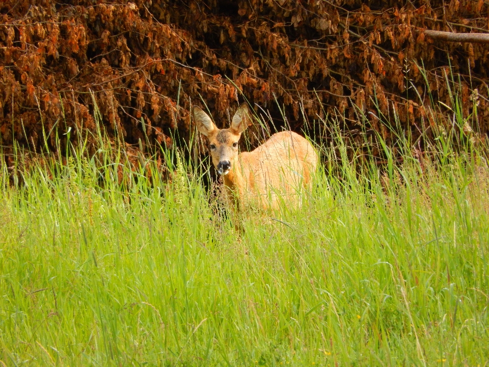 Landschaft natur wald gras