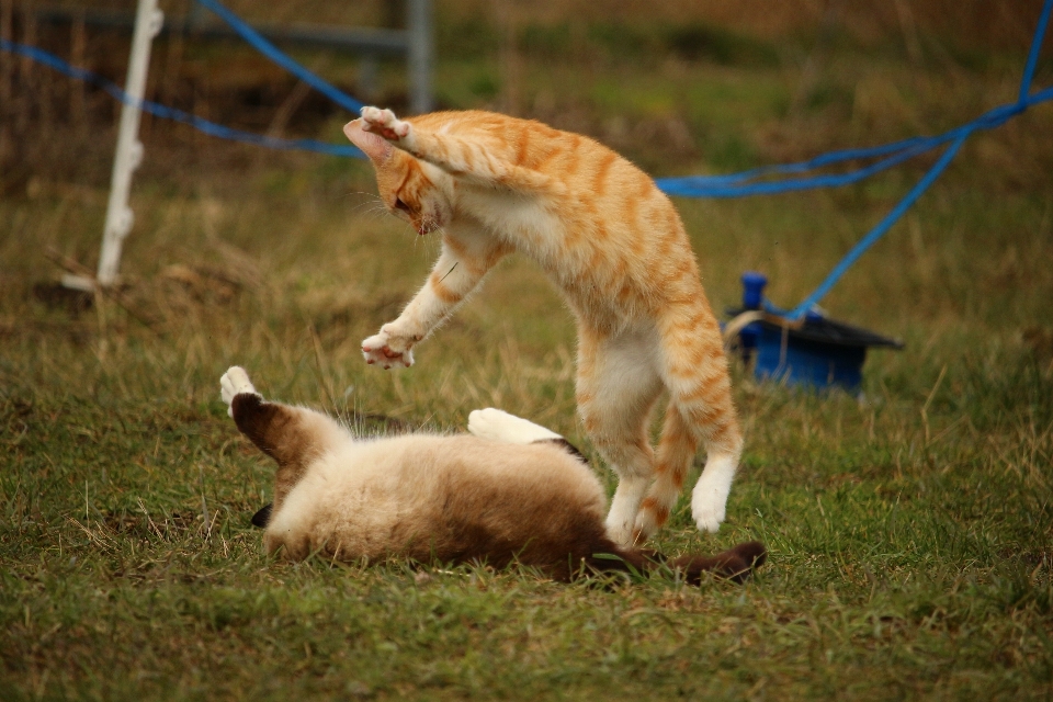 Grama jogar cachorro gatinho