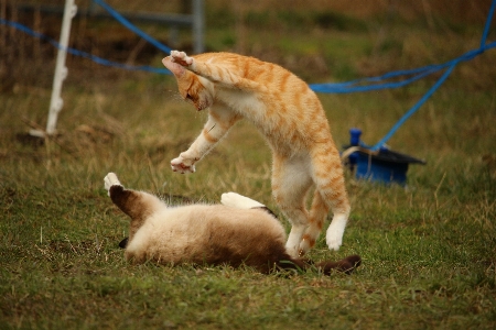 草 遊ぶ 犬 子猫 写真