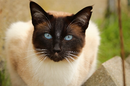 Foto Bermain kucing mamalia hitam