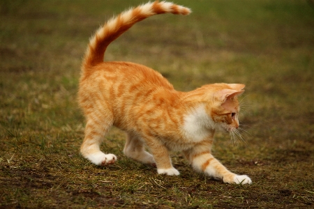 草 遊ぶ 子猫 猫 写真