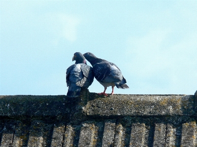 Bird sky animal statue Photo