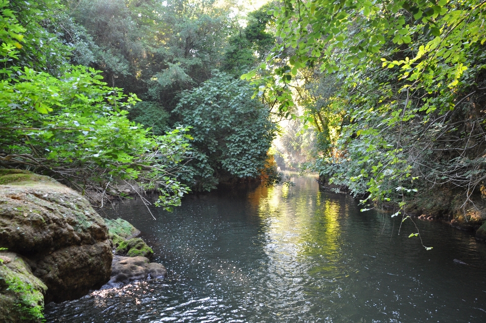 Pohon air alam hutan