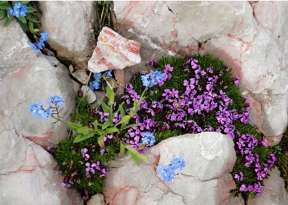 Nature blossom plant flower Photo