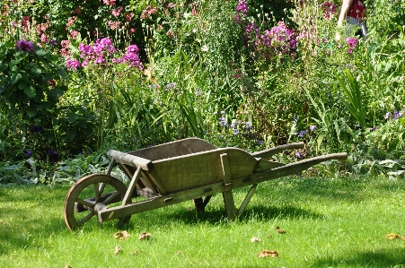 Grass field lawn meadow Photo