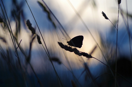 Branch bird wing light Photo