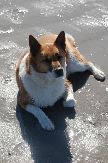 Strand sand schnee welpe