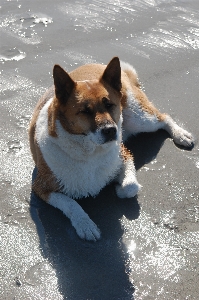 Beach sand snow puppy Photo