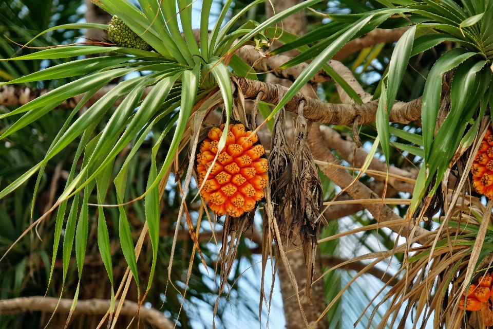 Pohon alam cabang tanaman