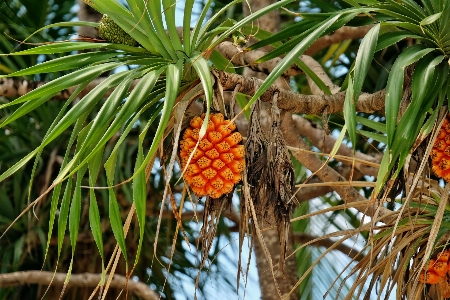 Foto Pohon alam cabang tanaman