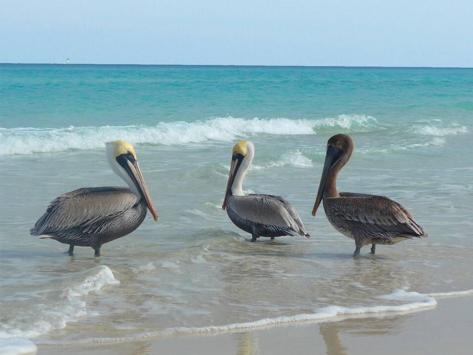 Praia mar pássaro animal