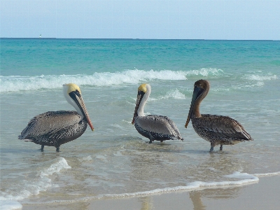 ビーチ 海 鳥 動物 写真