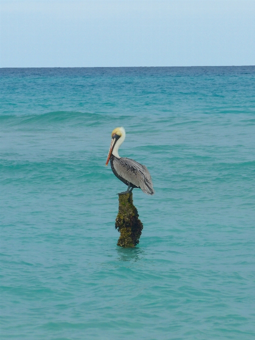 Beach sea water ocean