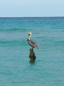 Photo Plage mer eau océan