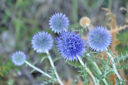 Nature plant meadow flower Photo