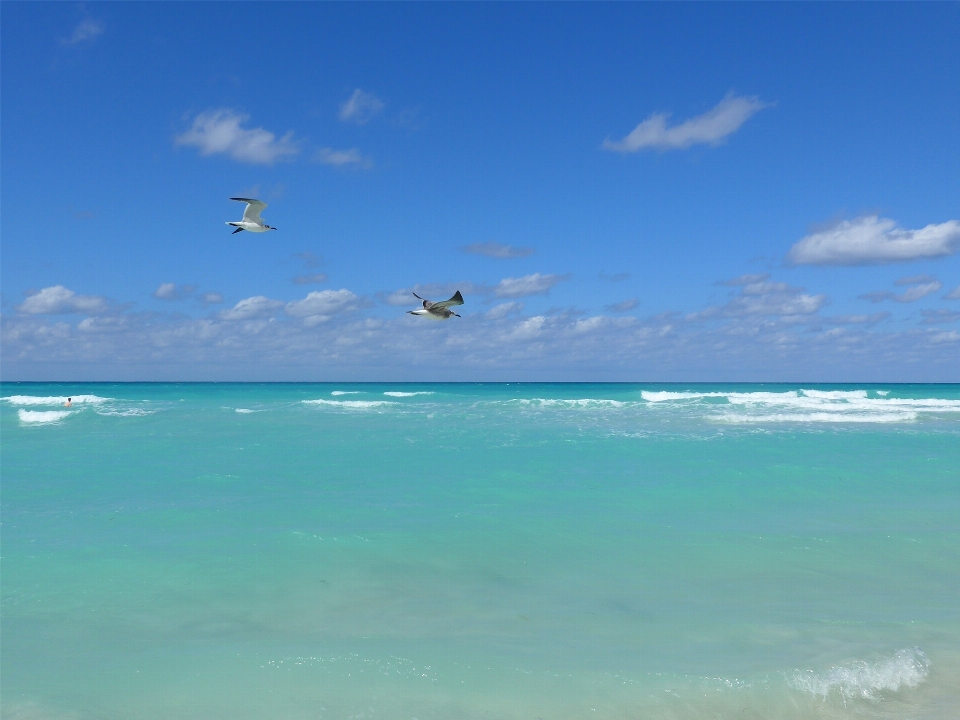 Beach sea coast ocean