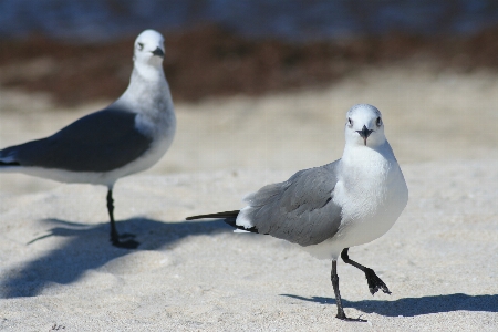 海 自然 鳥 羽 写真