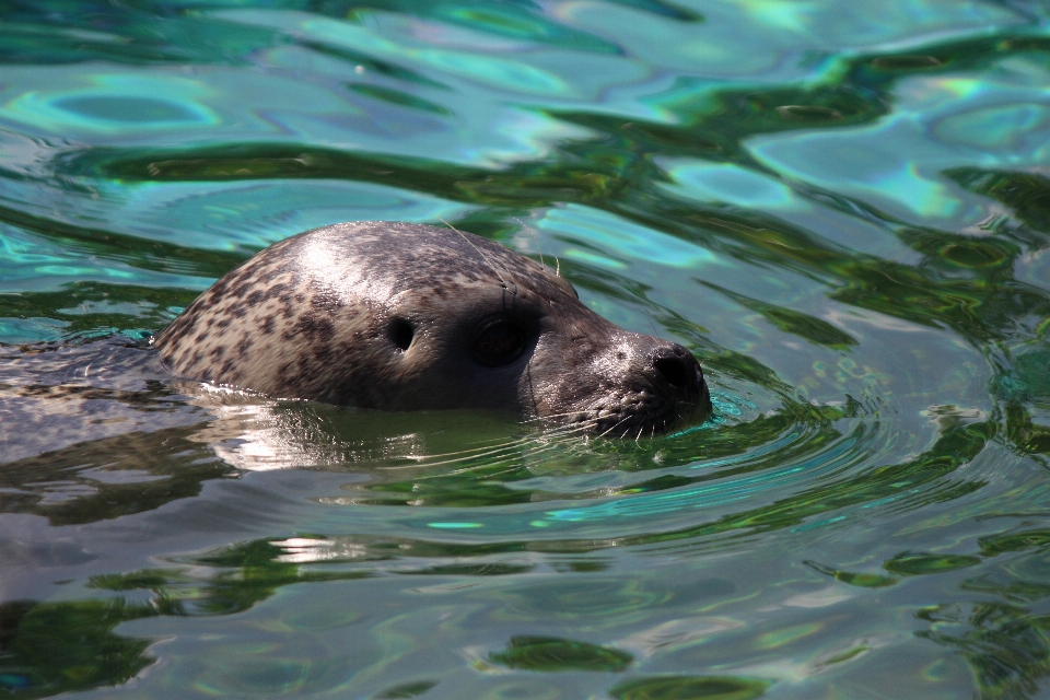 Sea water nature wildlife