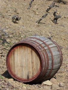 Wood vineyard wine trunk Photo