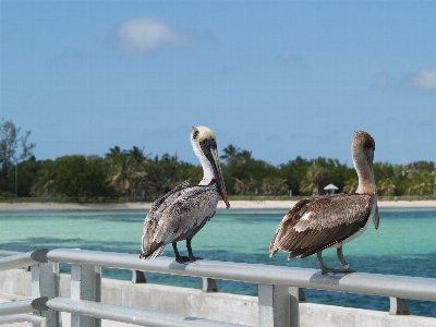 鳥 ペリカン 海鳥
 fauna 写真