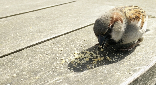 鳥 食べ物 嘴 パン 写真