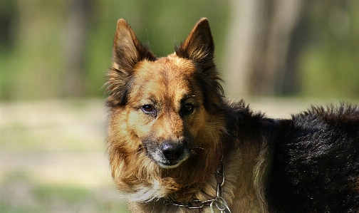 Foto Cane animale domestico mammifero