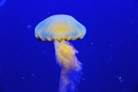 Ocean underwater biology jellyfish Photo