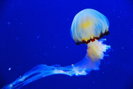 Ocean biology jellyfish blue Photo