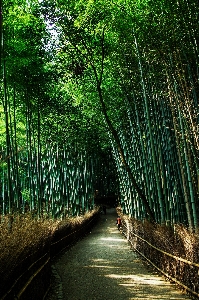 Tree water nature forest Photo