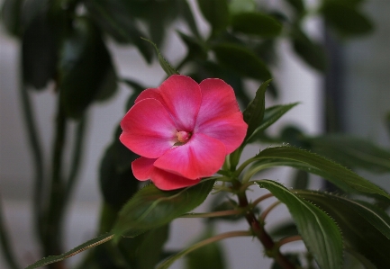 Blossom plant flower petal Photo