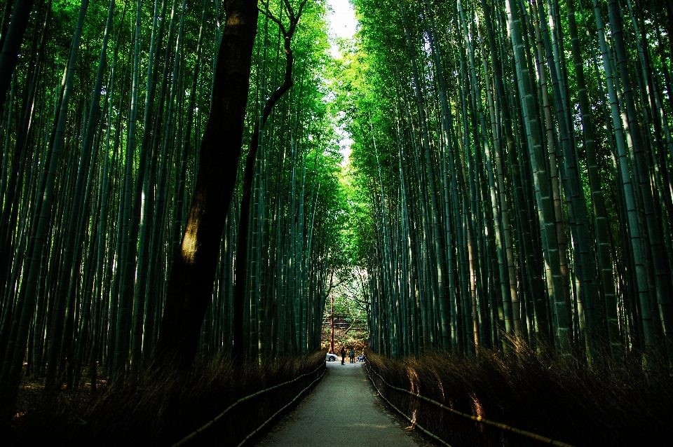 Albero natura foresta ramo