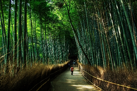 Tree nature forest grass Photo